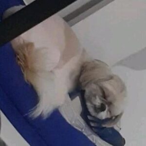  Foto de perfil de TIAGO 